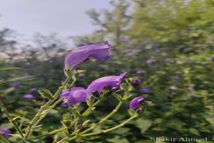 Strobilanthes wallichii